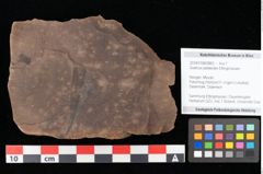 Foto (Objekt + Etikett) von Quercus palaeoilex Ettingshausen (NHMW-GEO-2024-0188-0883)